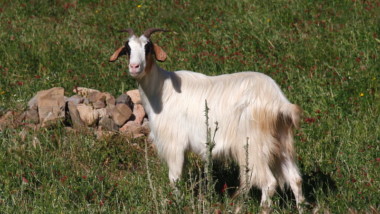 Artrite reumatoide: le novità dello studio CAPRA-2